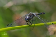 Zwarte heidelibel / Black Darter (Sympetrum danae)