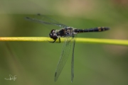 Zwarte heidelibel / Black Darter (Sympetrum danae)