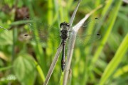 20190819-Zwarte-heidelibel-2