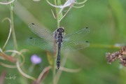 20190819-Zwarte-heidelibel