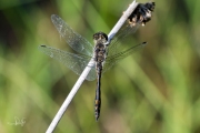 Zwarte heidelibel / Black Darter (Sympetrum danae)