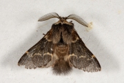 Zwarte herfstspinner / December Moth (Poecilocampa populi)