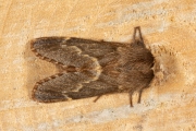 Zwarte herfstspinner / December Moth (Poecilocampa populi)