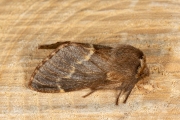 Zwarte herfstspinner / December Moth (Poecilocampa populi)