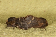 Zwarte herfstspinner / December Moth (Poecilocampa populi)