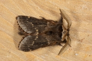 Zwarte herfstspinner / December Moth (Poecilocampa populi)