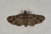 Zwartkamdwergspanner / Double-striped Pug (Gymnoscelis rufifasciata)