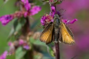 Zwartsprietdikkopje / Essex Skipper (Thymelicus lineola)