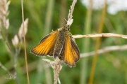 Zwartsprietdikkopje / Essex Skipper (Thymelicus lineola)