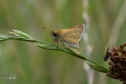 Zwartsprietdikkopje / Essex Skipper (Thymelicus lineola)