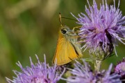 Zwartsprietdikkopje / Essex Skipper (Thymelicus lineola)