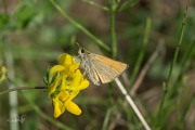 20190802-Zwartsprietdikkopje