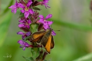 Zwartsprietdikkopje / Essex Skipper (Thymelicus lineola)