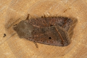 Zwartstipvlinder - Red-line Quaker (Agrochola lota)