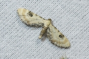 Zwartvlekdwergspanner / Lime-speck Pug (Eupithecia centaureata)