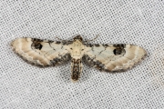 Zwartvlekdwergspanner / Lime-speck Pug (Eupithecia centaureata)