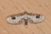 Zwartvlekdwergspanner / Lime-speck Pug (Eupithecia centaureata)