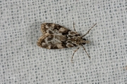 Zwartvlekgranietmot (Eudonia delunella), micro