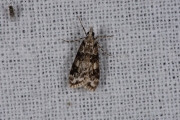 Zwartvlekgranietmot (Eudonia delunella), micro