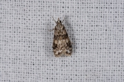 Zwartvlekgranietmot (Eudonia delunella), micro