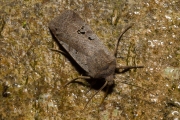 Zwartvlekwinteruil / Black-spotted Chestnut (Conistra rubiginosa)