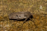 Zwartvlekwinteruil / Black-spotted Chestnut (Conistra rubiginosa)