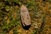 Zwartvlekwinteruil / Black-spotted Chestnut (Conistra rubiginosa)