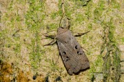 Zwartvlekwinteruil / Black-spotted Chestnut (Conistra rubiginosa)