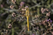 Zwervende heidelibel / Red-veined Darter (Sympetrum fonscolombii)