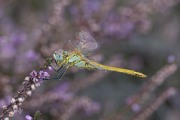 Zwervende heidelibel / Red-veined Darter (Sympetrum fonscolombii)