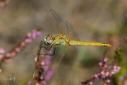 Zwervende heidelibel / Red-veined Darter (Sympetrum fonscolombii)