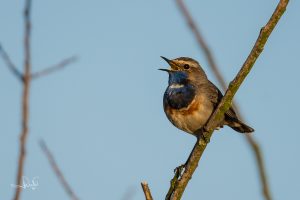 Lees meer over het artikel Ze zijn weer terug!