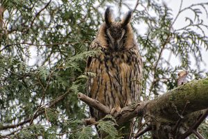 Read more about the article Roosting owls