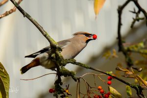 Read more about the article The talkative silk-tail