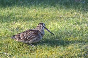 Lees meer over het artikel Een meester in camouflage