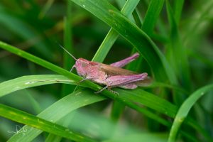 Lees meer over het artikel Roze sprinkhaan