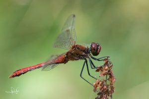 Lees meer over het artikel Libellen in de herfst