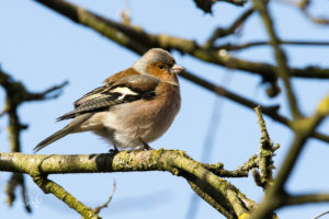 Read more about the article Counting birds