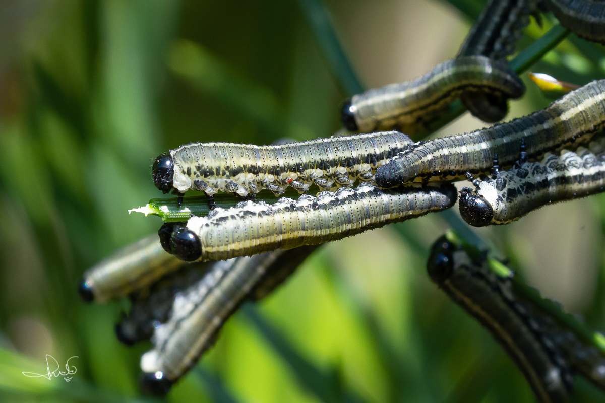 Bastaardrupsen van de rode dennenbladwesp (Neodiprion sertifer)