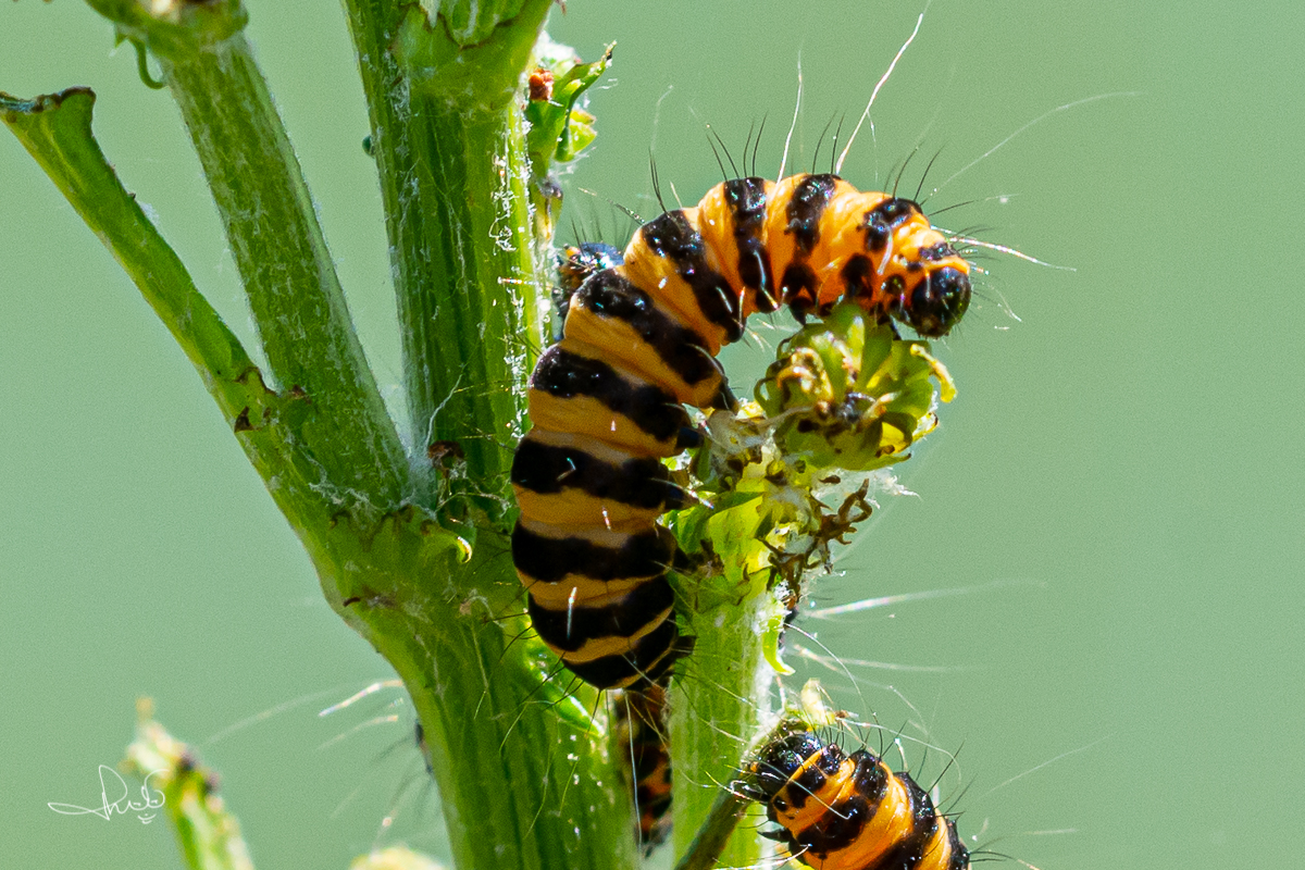 Rups van de sint-jacobsvlinder (Tyria jacobaeae)