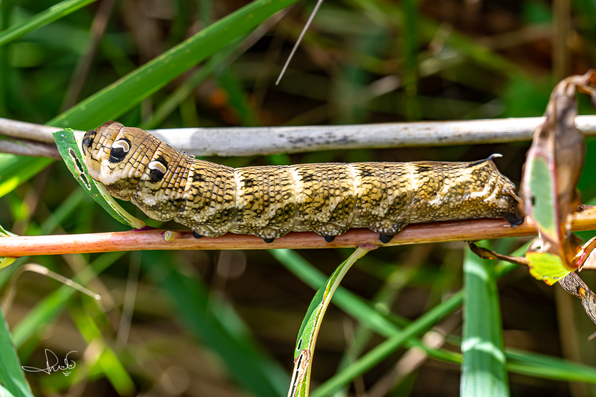 Rups van het groot avondrood (Deilephila elpenor)