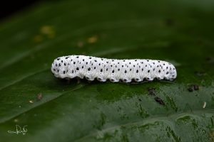 Read more about the article A caterpillar or not?