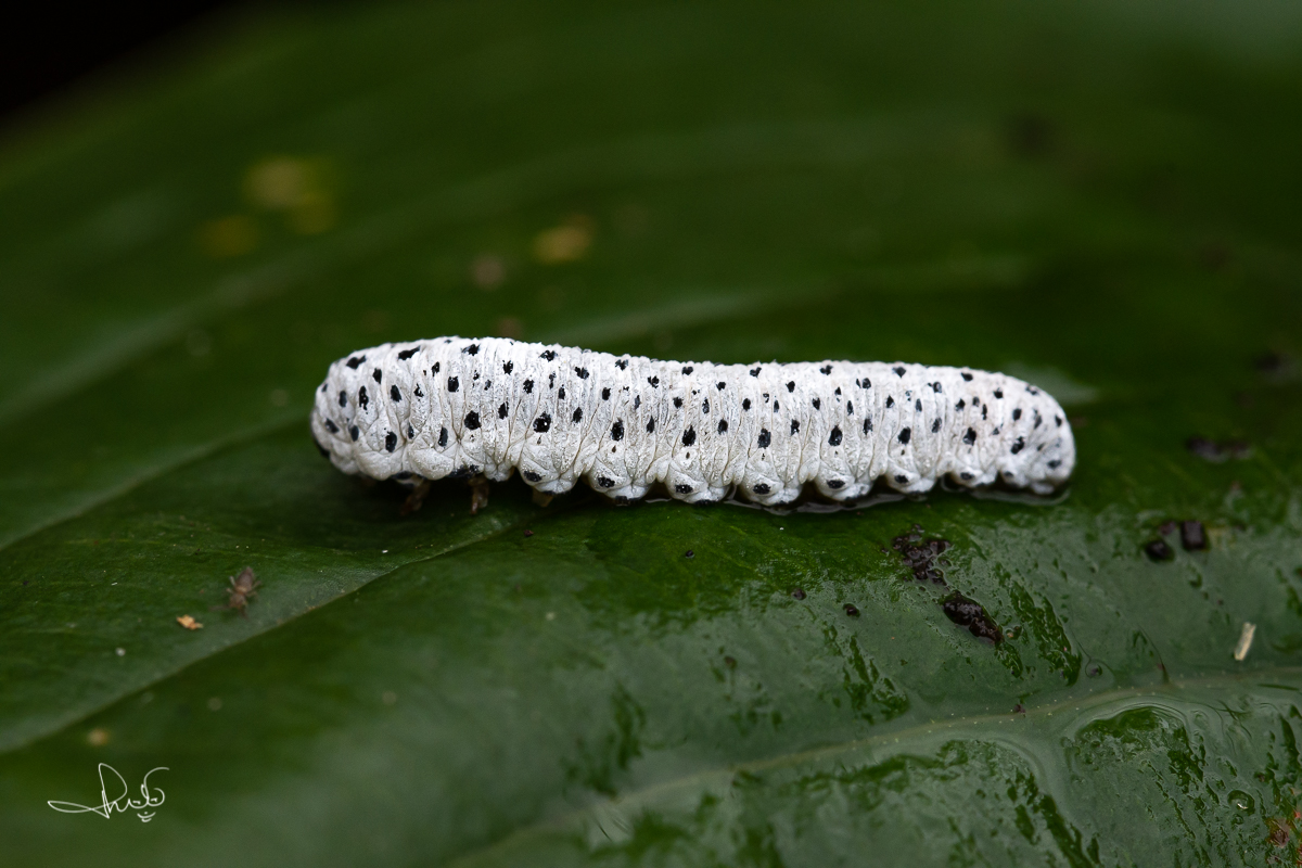 Larve van de helmkruidbladwesp (Allantus scrophulariae)