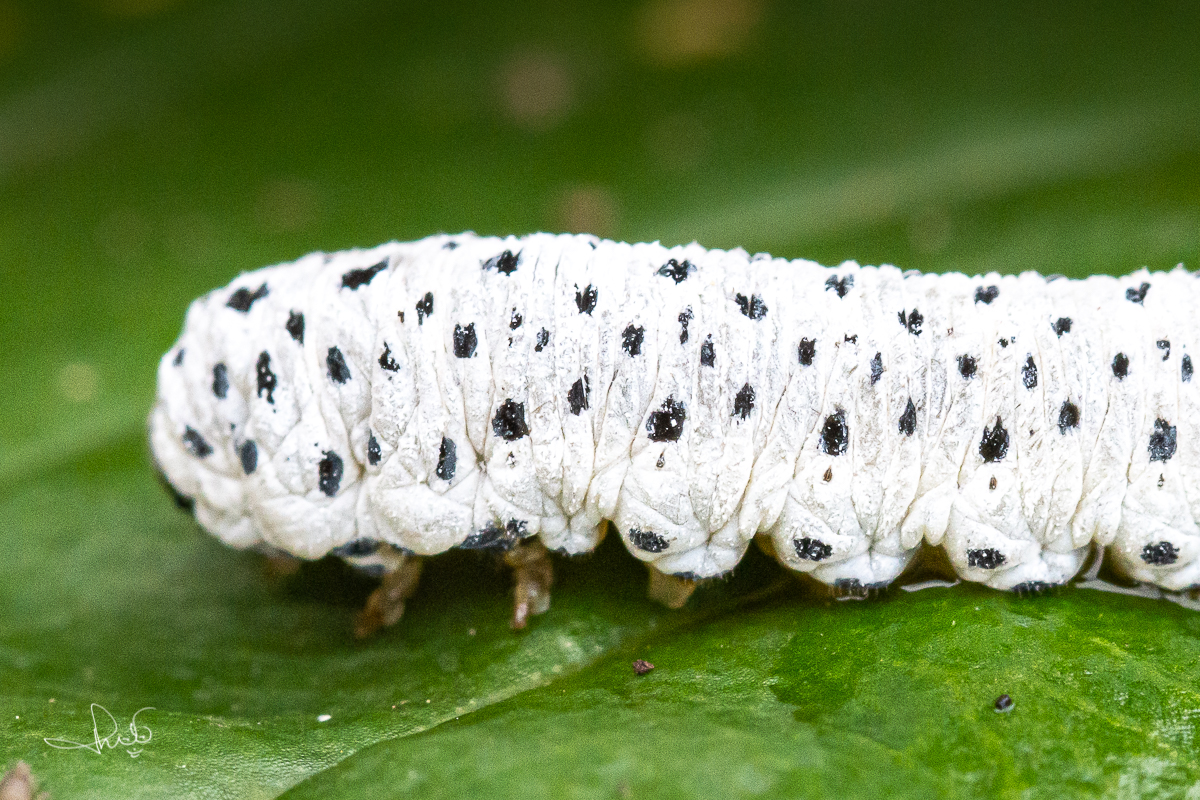 Detailfoto met de opvolgende rijen poten goed zichtbaar