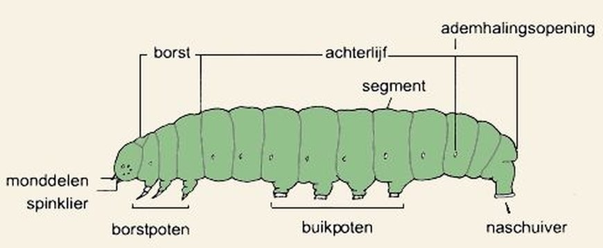 De bouw van een rups (bron: De Vlinderstichting)