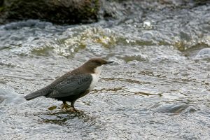 Read more about the article Underwaterbird