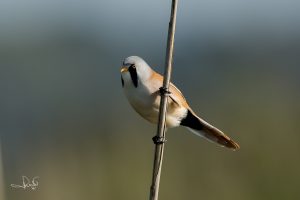 Read more about the article Birds with beards