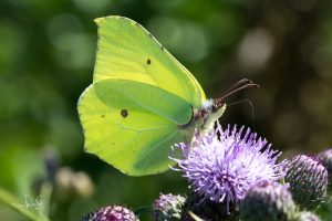 Read more about the article Brimstones