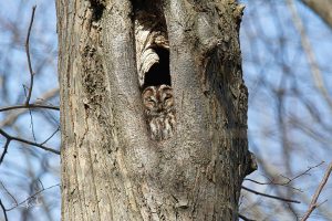 Read more about the article Tawny owl