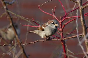Read more about the article The house sparrow